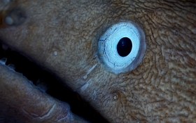Birmanie - Mergui - 2018 - DSC030028 - White eyed moray - Murene a oeil blanc - Gymnothorax thyrsoideus